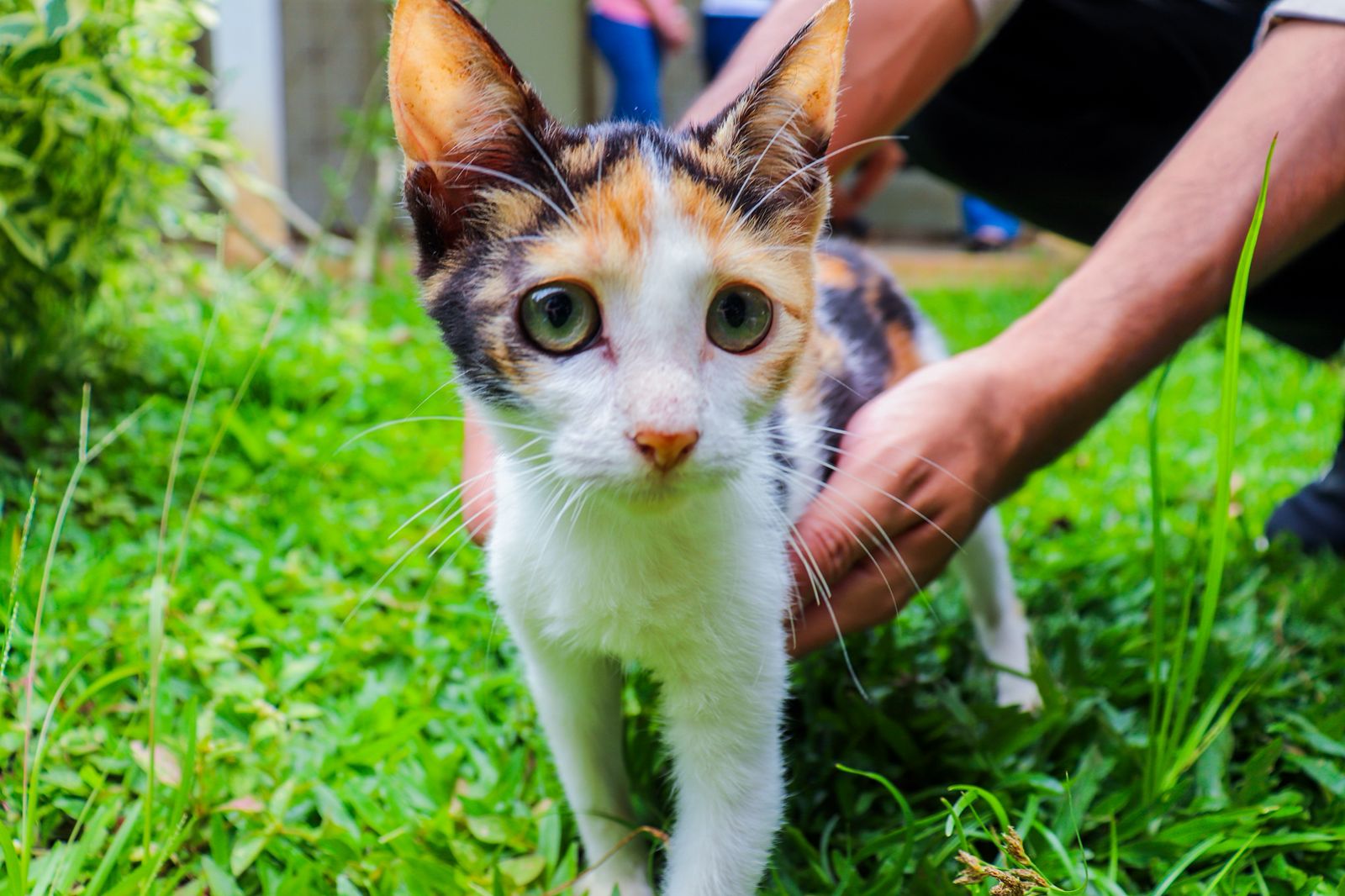 Foto de gatinho para adoção