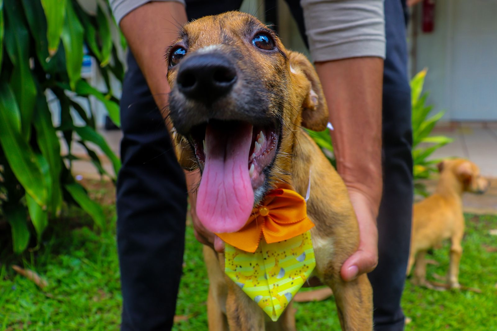 Foto de cachorro para adoção