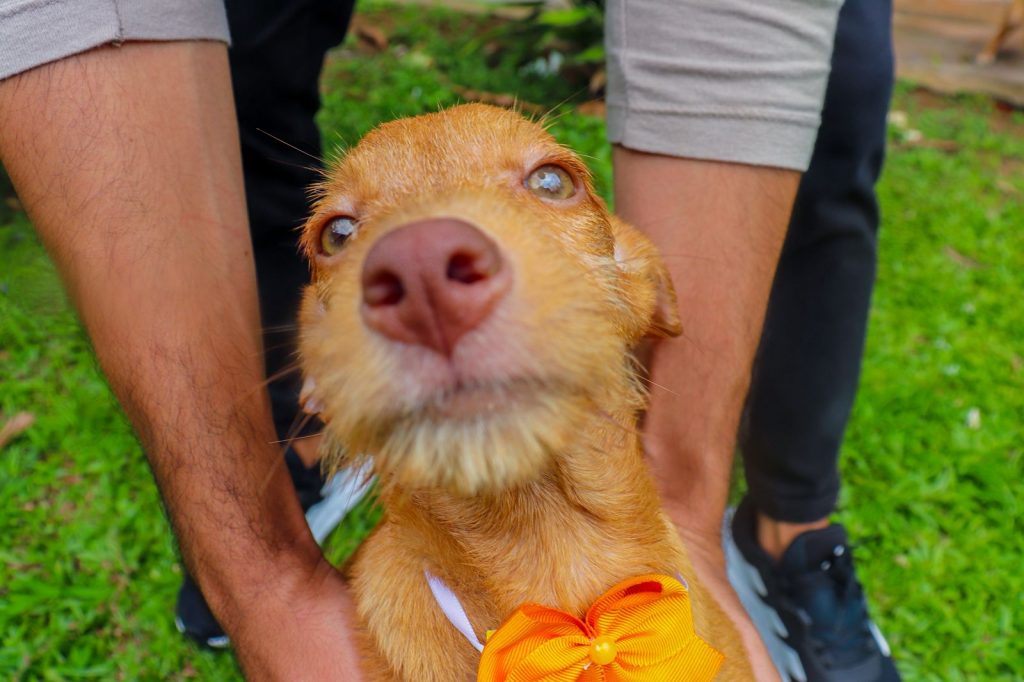 Um novo começo de quatro patas: Centro de Controle de Zoonoses incentiva adoção responsável em Rio Branco 6 Adocao de animais conscientes Foto Vitoria Souza 25