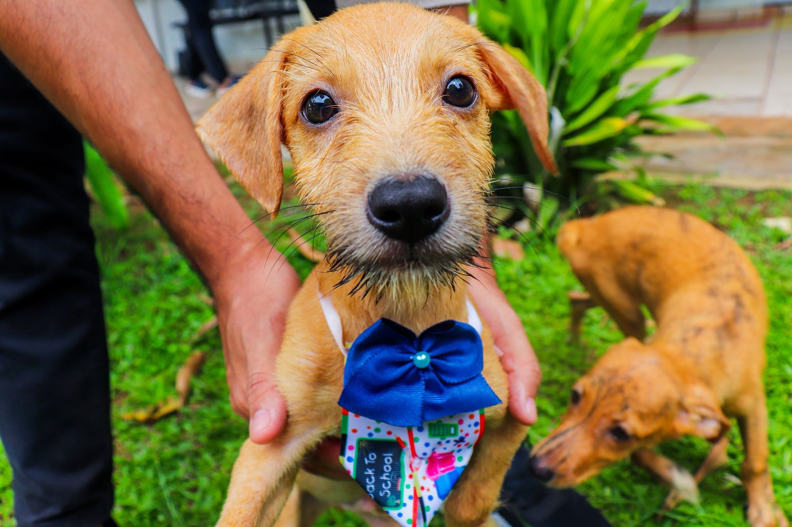 Foto de filhote para adoção