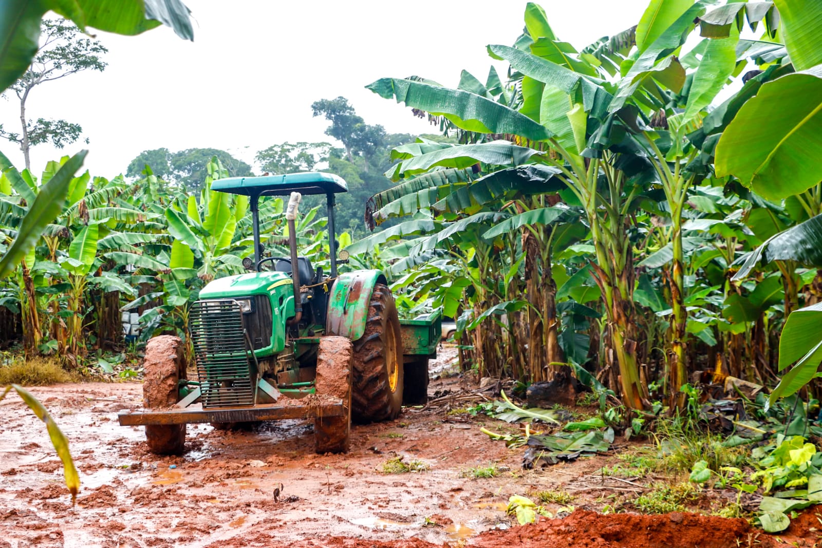 Foto de local de produção de bananas em propriedade rural na Baixa Verde