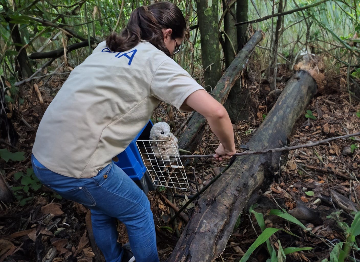 Após avaliação criteriosa da equipe especializada, os animais receberam alta e puderam retornar ao seu habitat natural. (Foto: Secom)