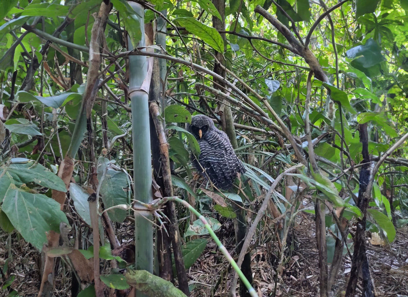 Foto: Reprodução/Prefeitura de Rio Branco - AC