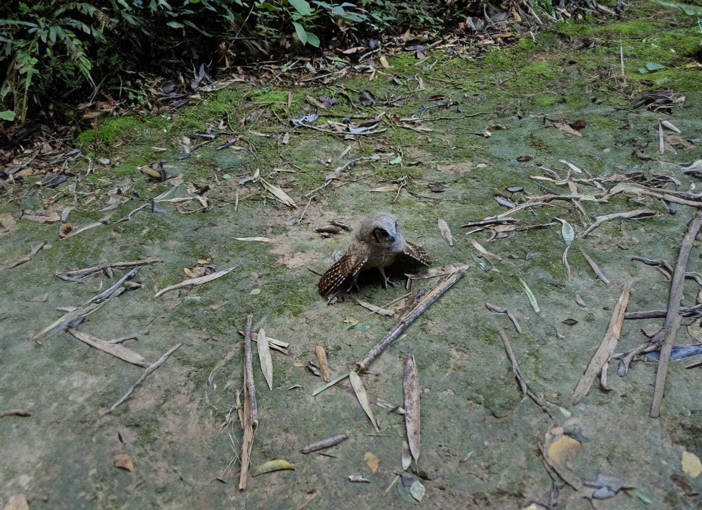 A Prefeitura de Rio Branco reforça que, ao avistar animais silvestres em situação anormal, a população não deve tentar capturá-los ou manipulá-los. (Foto: Secom)