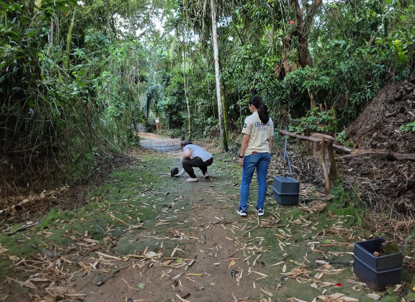 Entre as espécies reintroduzidas no Horto Florestal estão a coruja-preta, a mãe-da-lua-gigante, a coruja-buraqueira e a coruja-do-mato. (Foto: Secom)