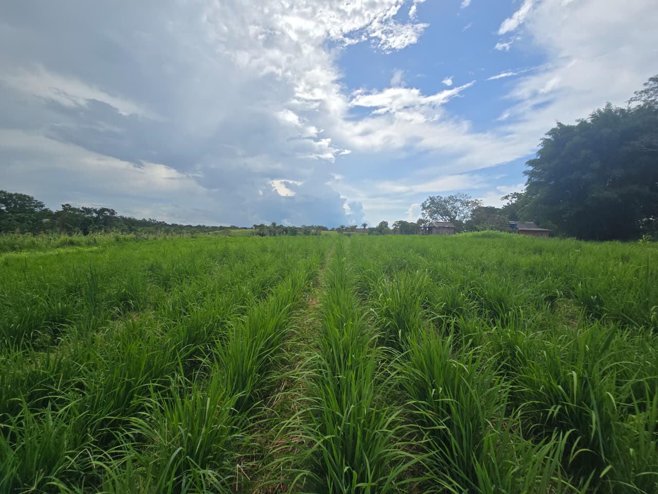 Acompanhamento técnico dos produtores rurais que estão realizando o plantio de arroz na região do Barro Vermelho. (Foto: Lucas Aguiar/Secom)