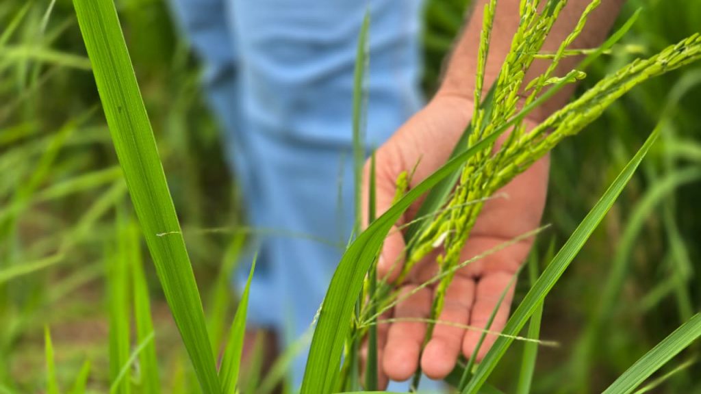 Prefeitura de Rio Branco acompanha plantio de arroz e reforça apoio à agricultura familiar no Barro Vermelho 1 Acompanhamento Plantio de Arroz Fotos Lucas Aguiar 19 e1771014901627