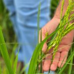 Acompanhamento Plantio de Arroz Fotos Lucas Aguiar 19 e1771014901627