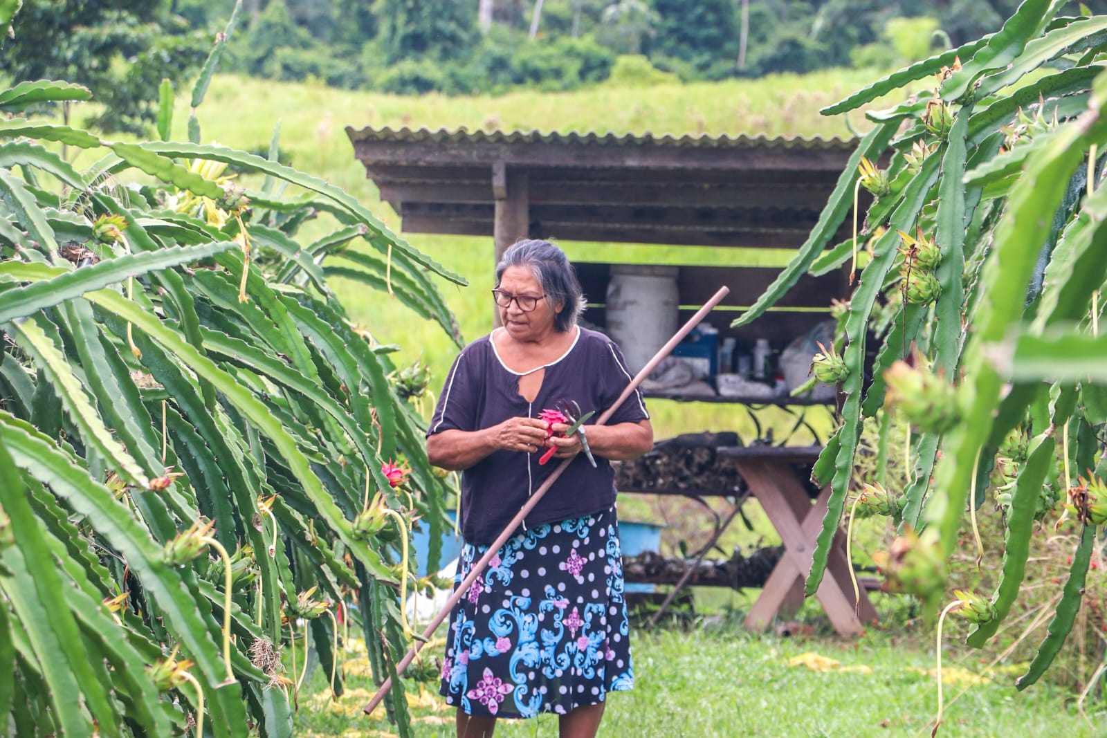 Apoio a agricultura familiar 18