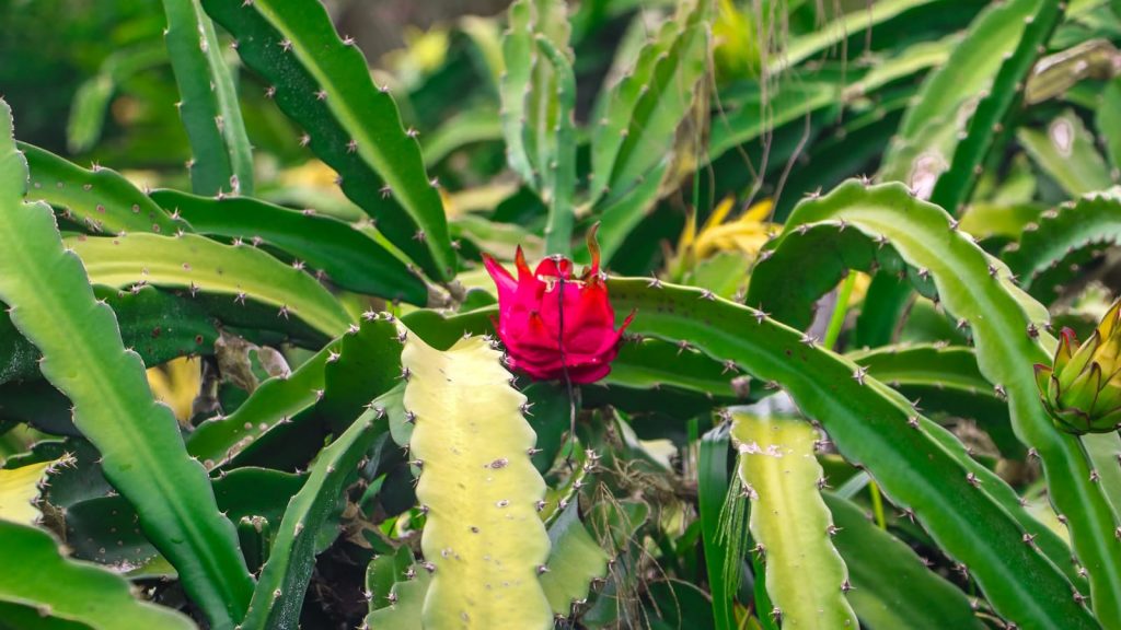 Apoio a agricultura familiar 21 e1770237119294