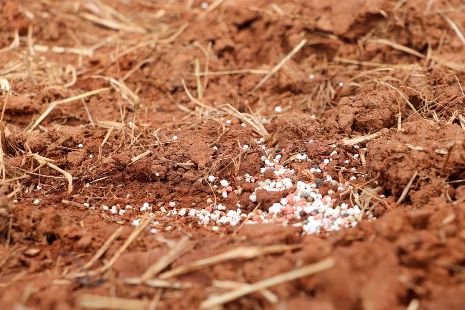 Foto de plantio de arroz