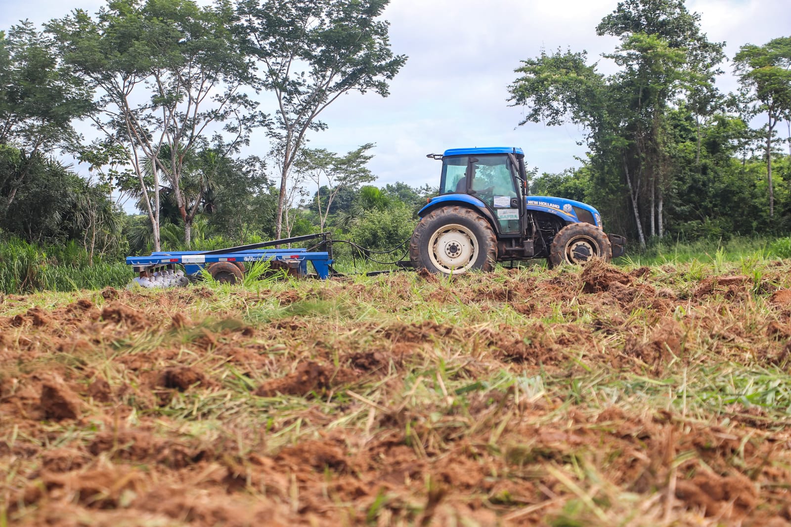 Foto do plantio em uma área da Embrapa