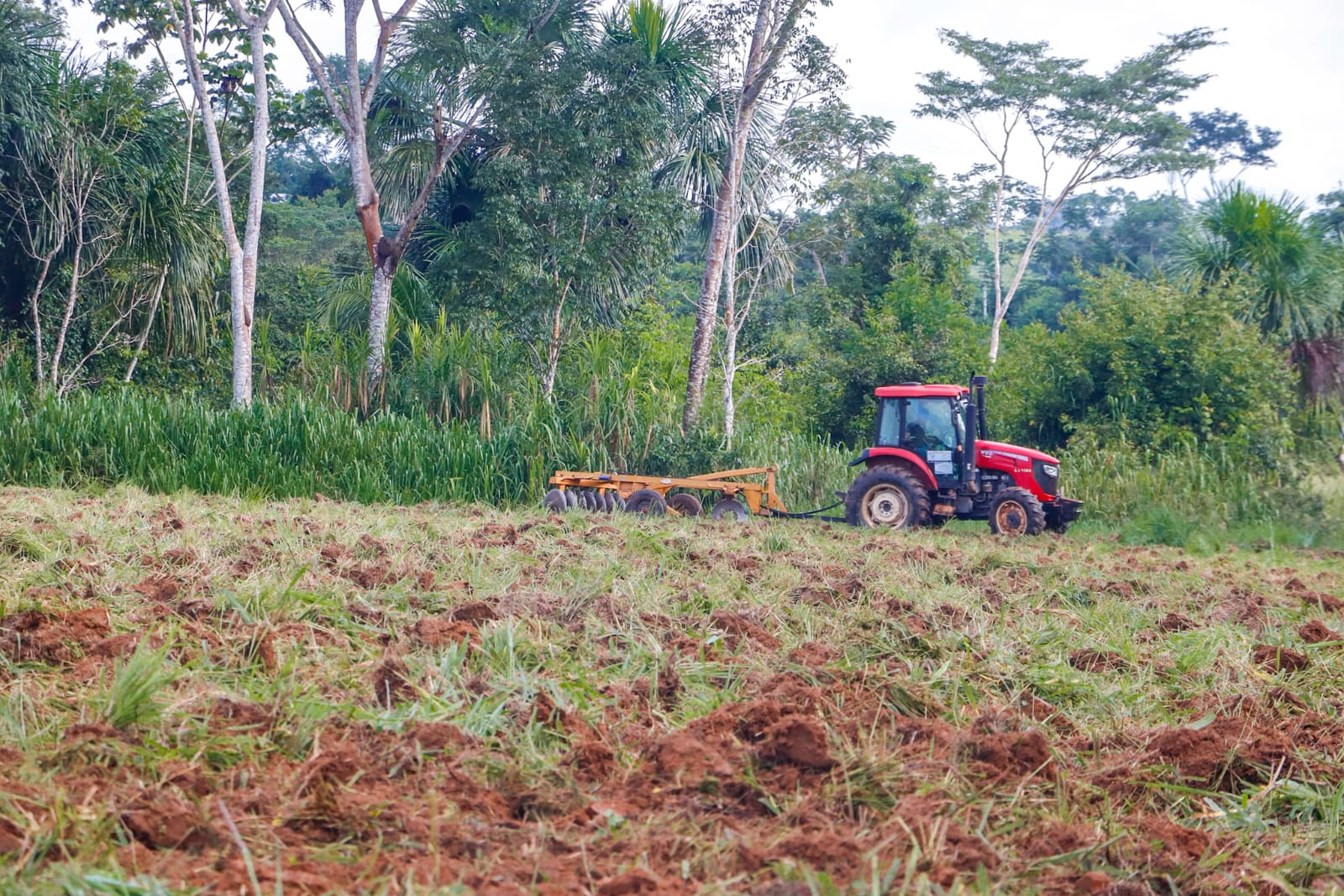 Foto do Plantio de Arroz