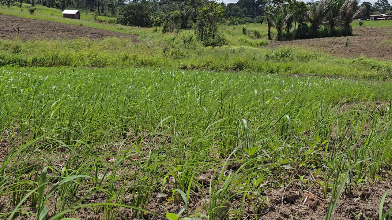 Foto de Plantio de Arroz