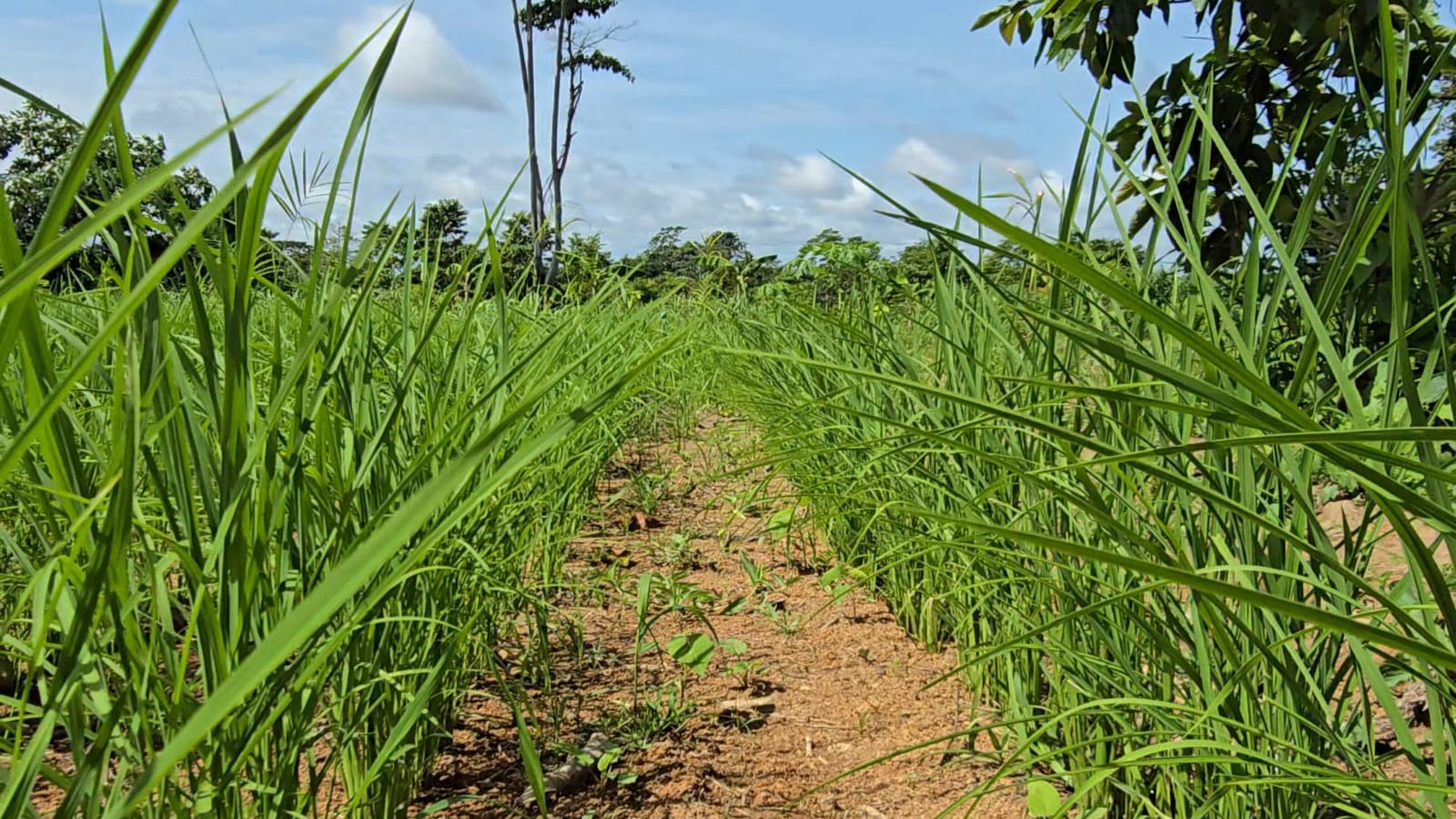 Foto de Plantio de Arroz