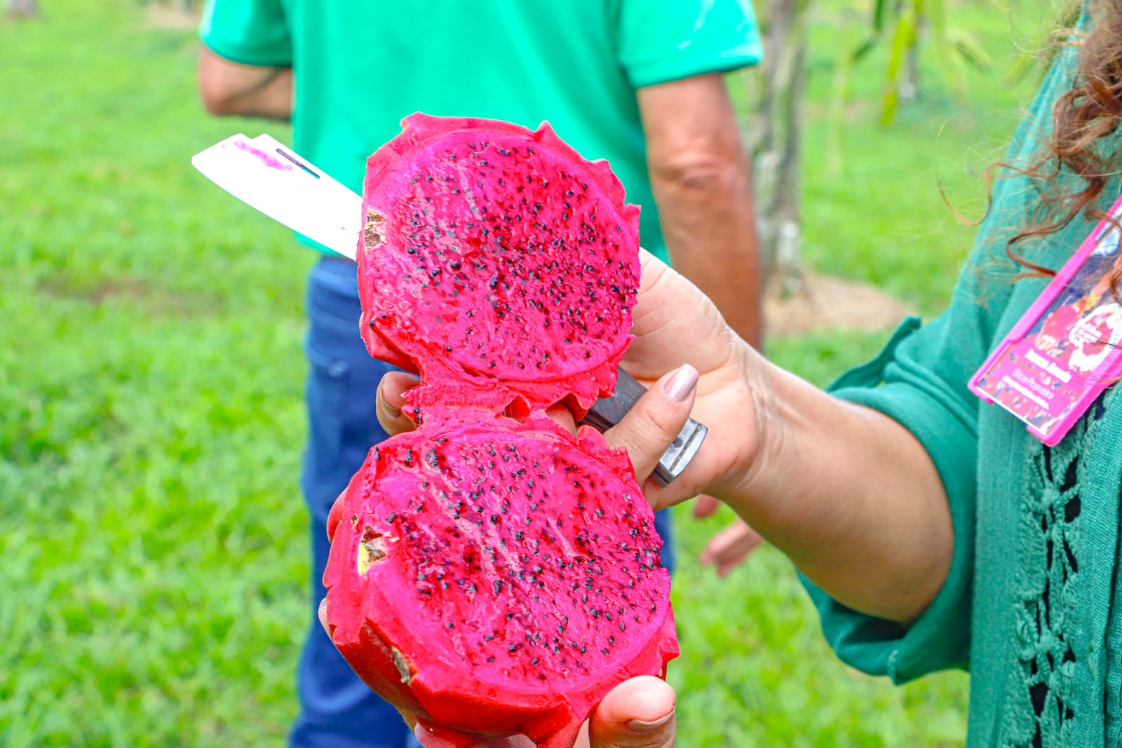 Plantio de Pitaya 19