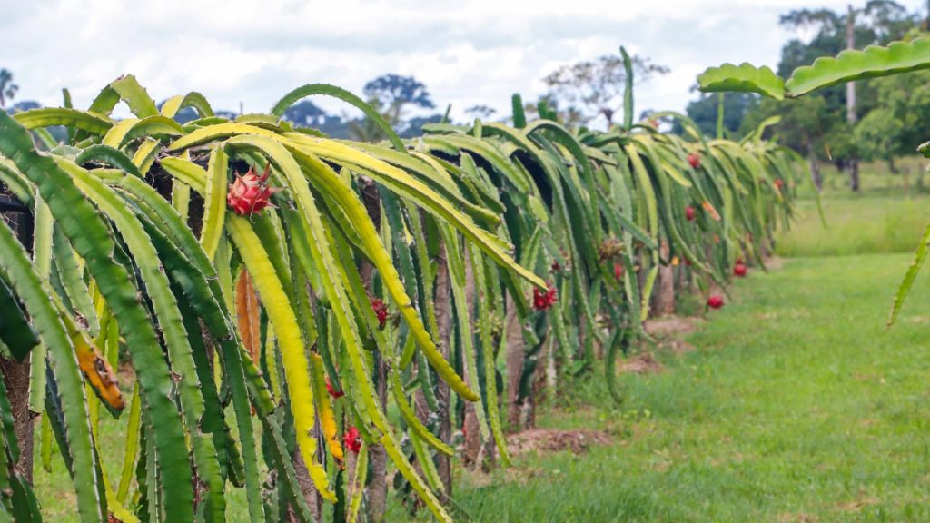 Produção de pitaya ganha destaque e apoio da Prefeitura em Rio Branco 4 Plantio de Pitaya 24 e1771942774296