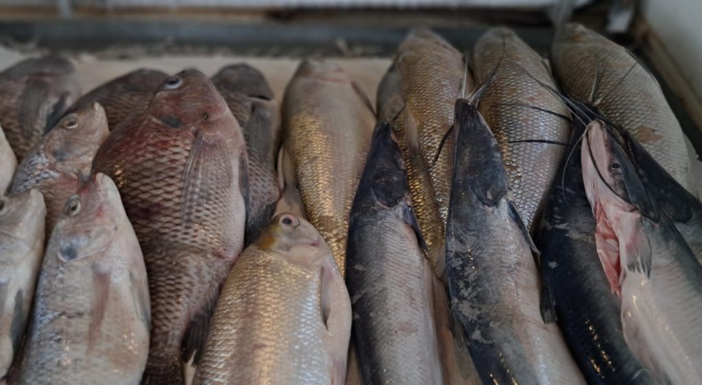 Prefeitura de Rio Branco prepara Ceasa e mercados públicos para a 15ª Feira do Peixe 3 15a Feira do Peixe 11 e1774470907785