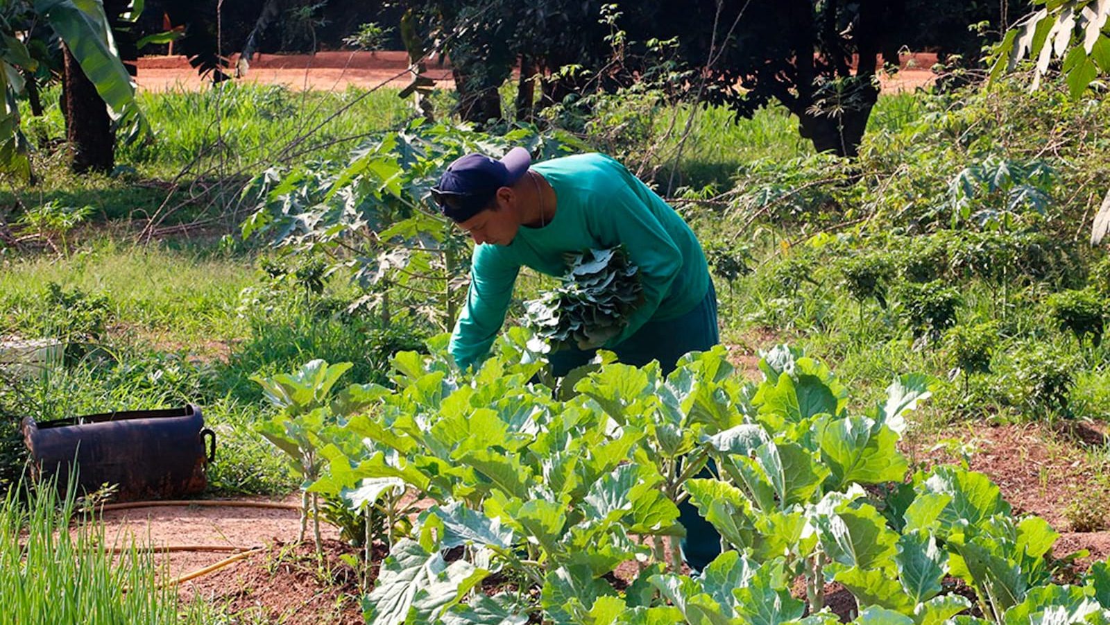 Trabalho de horta e compostagem