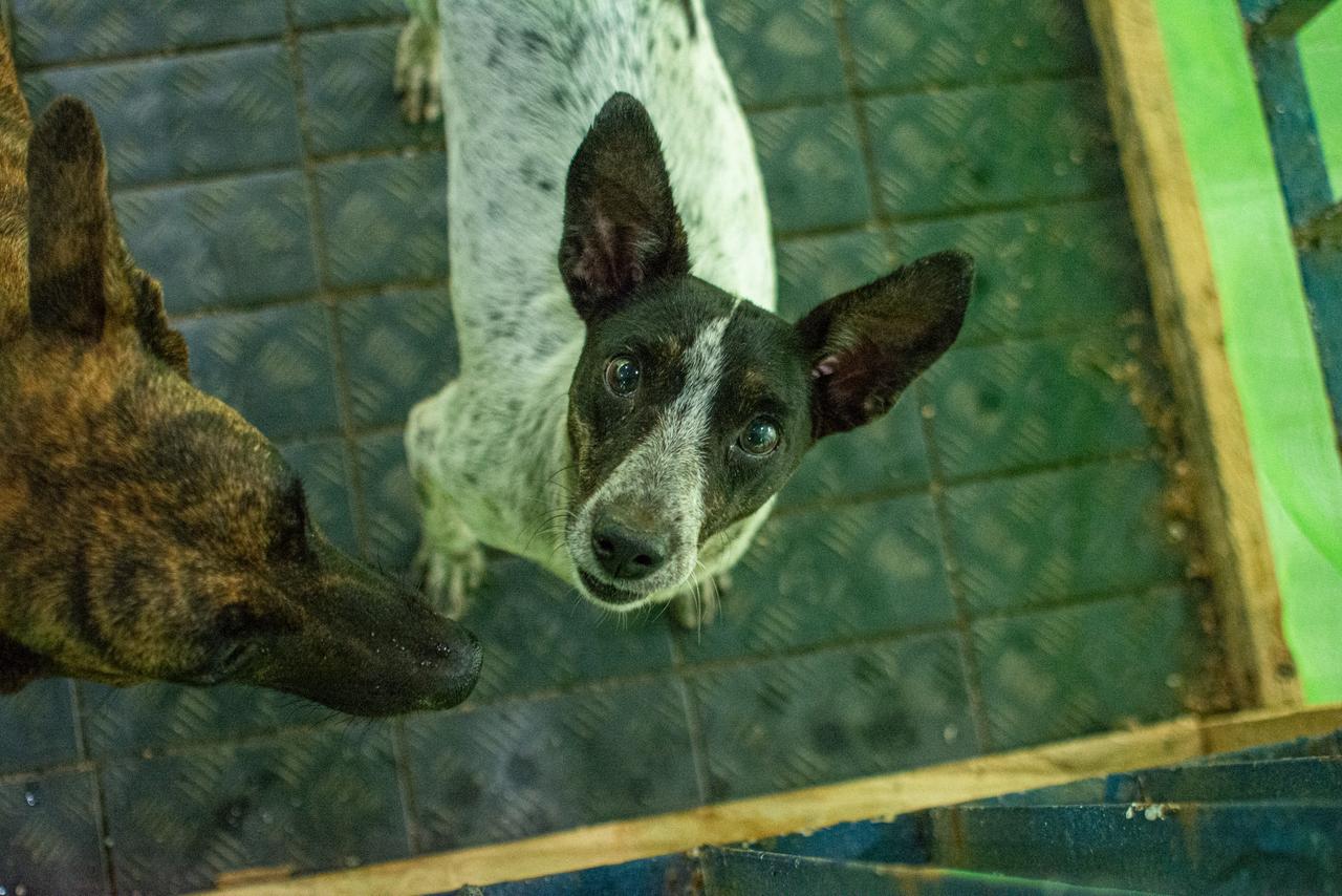 Fotos dos animas para adoção