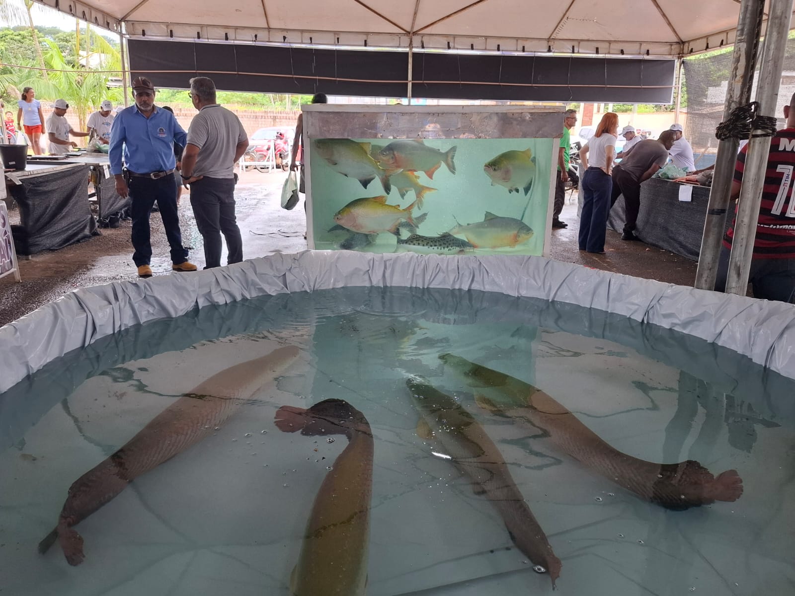 Feira do peixe S. Francisco 2