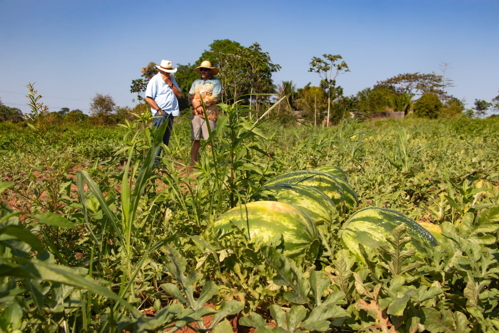 Apoio e incentivo aos agricultores 19