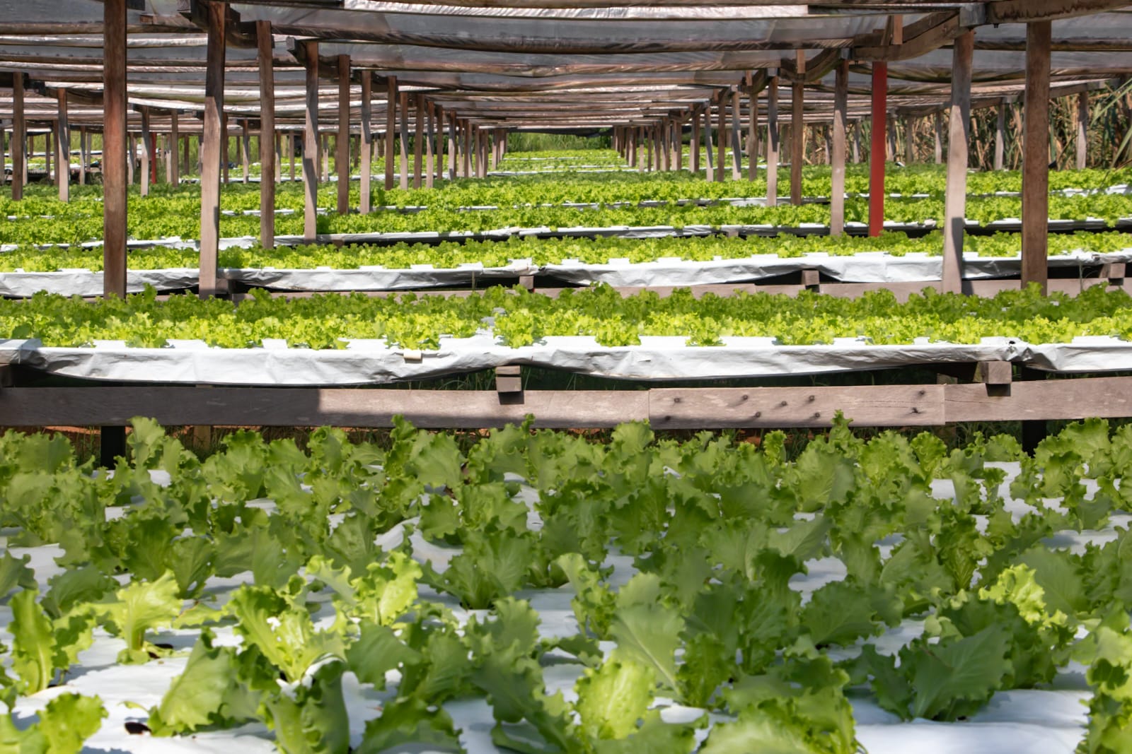 Apoio e incentivo aos agricultores 5