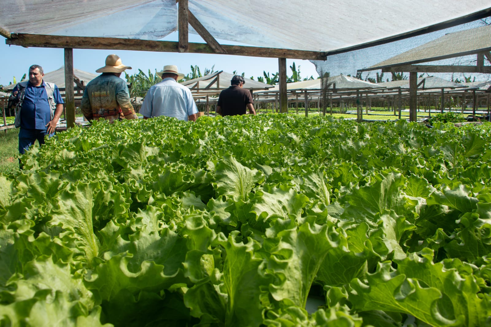 Apoio e incentivo aos agricultores 6