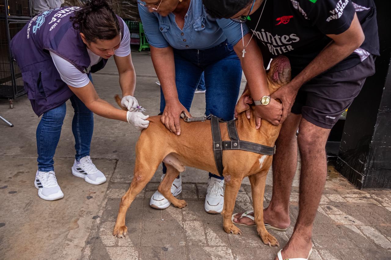 Cães devem ser conduzidos com coleira e guia, e gatos em caixas de transporte, garantindo mais segurança durante a vacinação. (Foto: Átilas Moura/Secom)