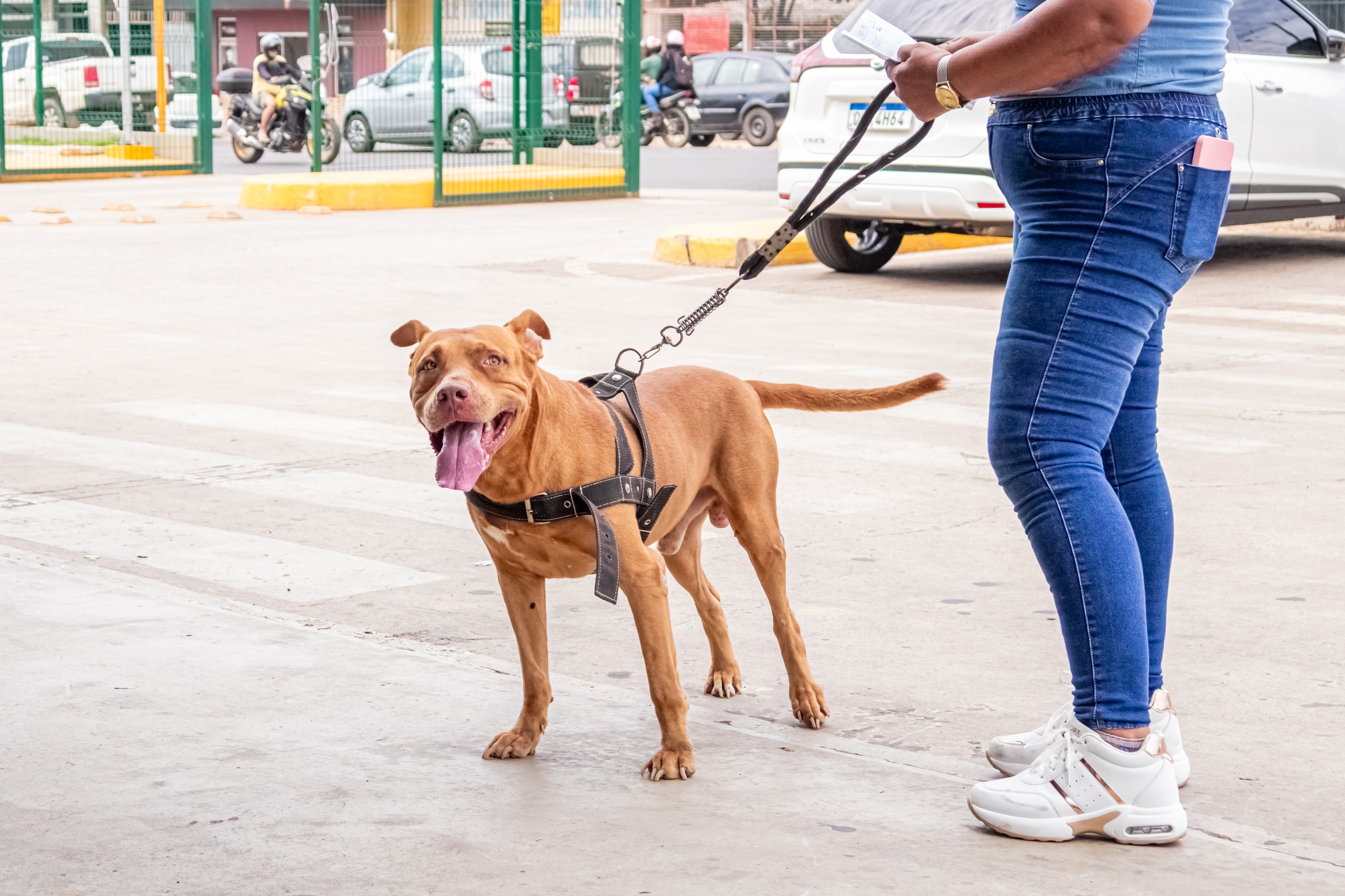 Programação segue em outros pontos da capital até novembro, facilitando o acesso dos tutores à imunização dos animais. (Átilas Moura/Secom)