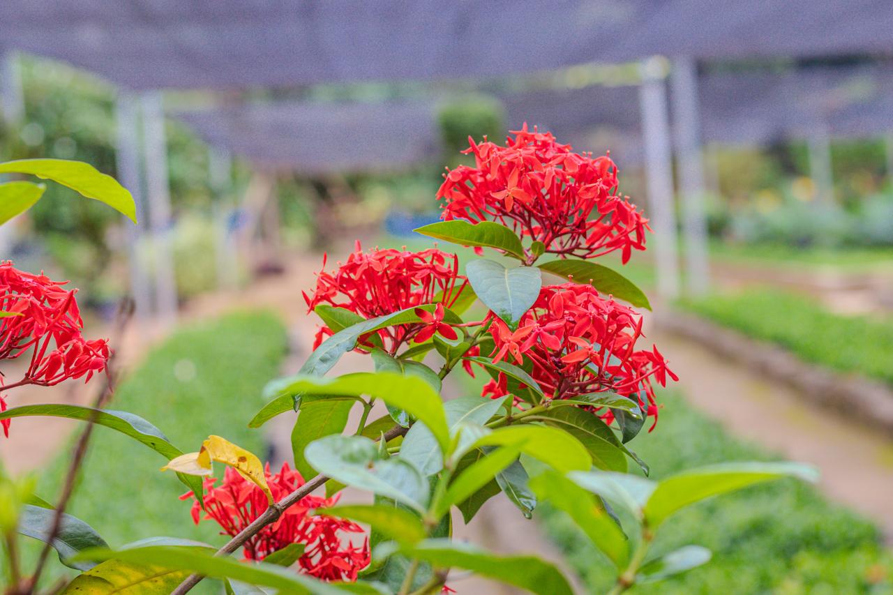 Arborizacao em Rio Branco 21