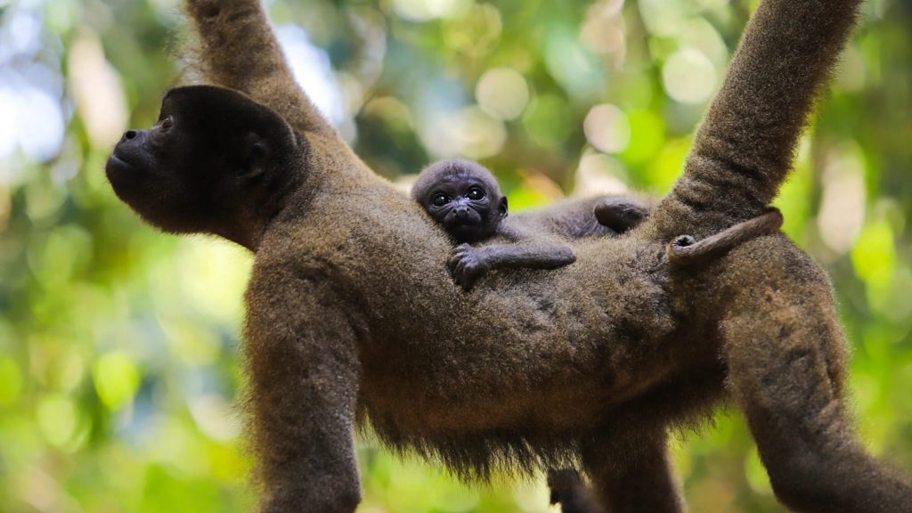 Prefeitura de Rio Branco convida população para escolher nome de filhote de macaco-barrigudo 9 macaco barrigudo