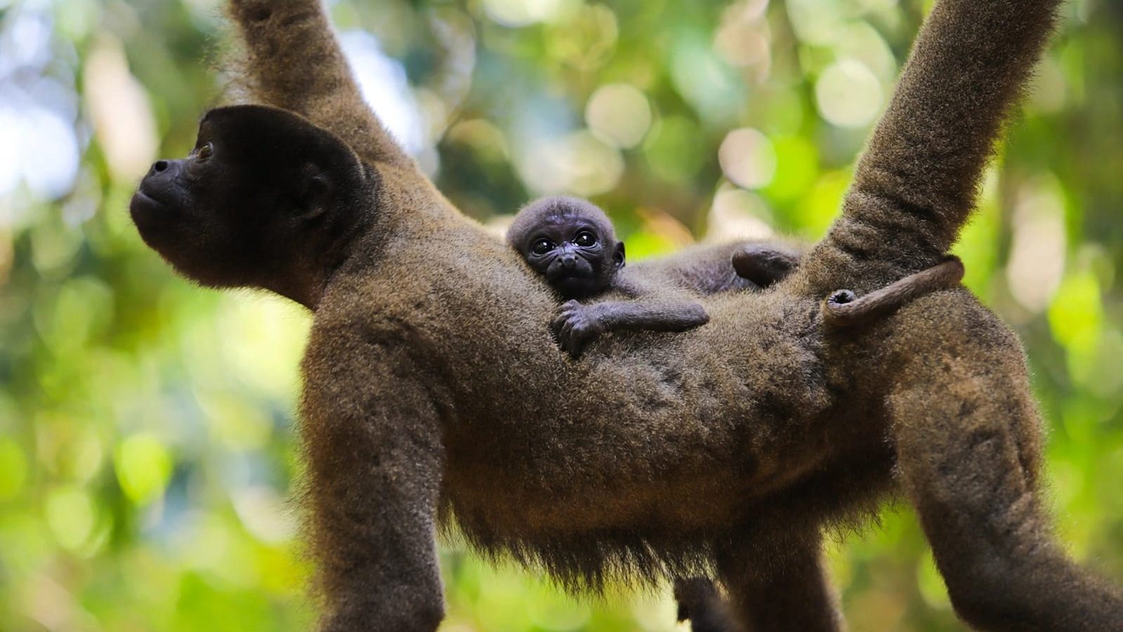 macaco barrigudo