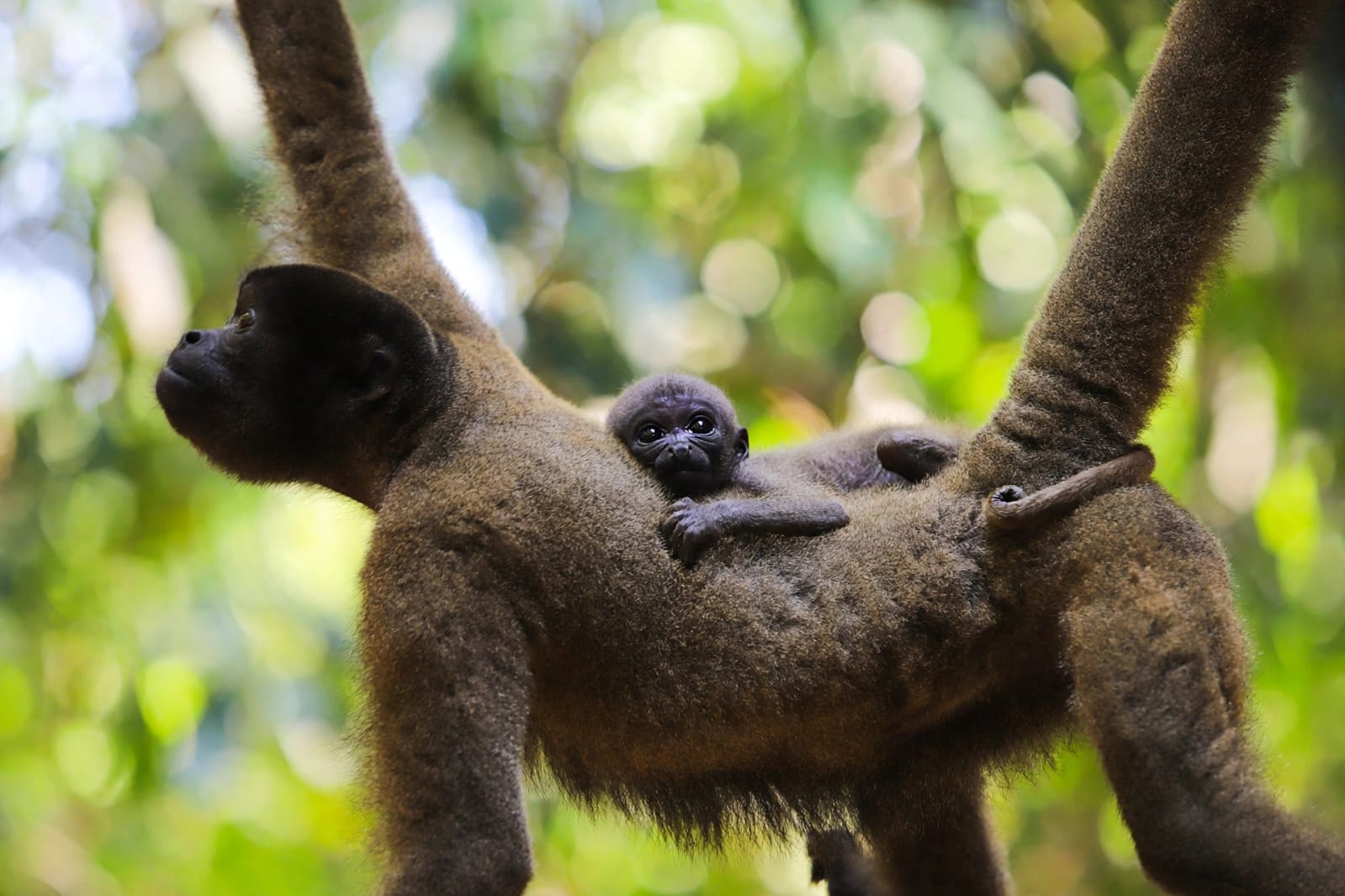 macaco barrigudo